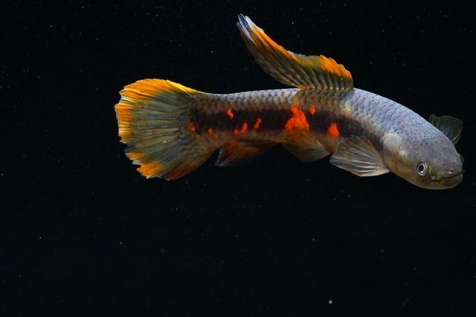 銀龍魚飼養(yǎng)技術(shù)(銀龍魚飼養(yǎng)技術(shù)視頻)