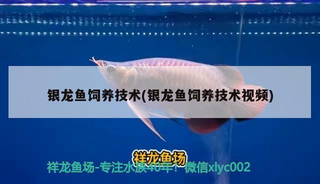 銀龍魚飼養(yǎng)技術(shù)(銀龍魚飼養(yǎng)技術(shù)視頻)