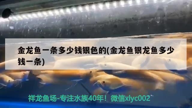 金龍魚一條多少錢銀色的(金龍魚銀龍魚多少錢一條)