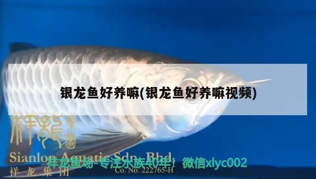 銀龍魚好養嘛(銀龍魚好養嘛視頻)