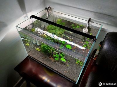 玻璃魚缸好嗎安全嗎：玻璃魚缸與亞克力魚缸的區(qū)別