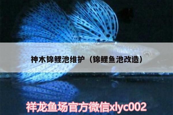 神木錦鯉池維護（錦鯉魚池改造） 神木錦鯉池維護（錦鯉魚池改造） 紅龍魚百科