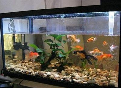 動森大魚缸：《動物森友會》動森diy家具與裝飾技巧除了魚缸外