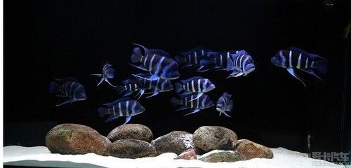 1.2米的魚缸可以養(yǎng)幾條蝴蝶鯉：1.2米的魚缸養(yǎng)蝴蝶鯉的數(shù)量并不是固定的，而是需要考慮多個(gè)因素