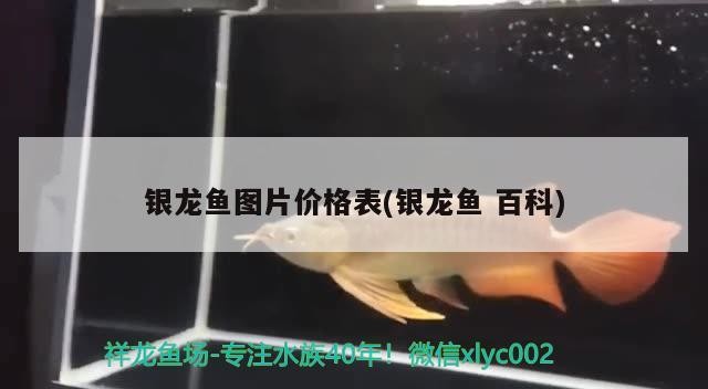 銀龍魚圖片價格表(銀龍魚百科)