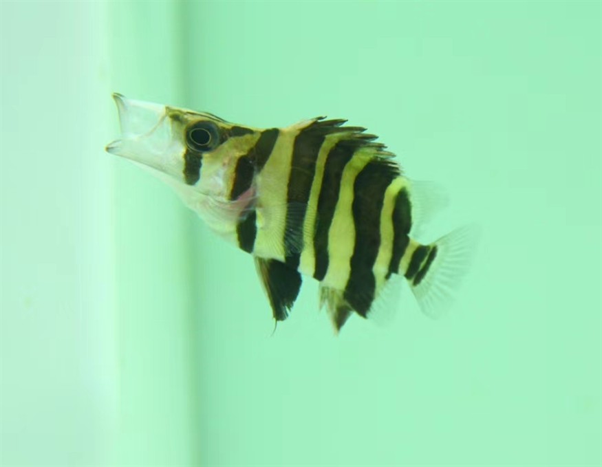 龍魚交叉感染后多久會死亡，龍魚交叉感染后多久會顯現癥狀？