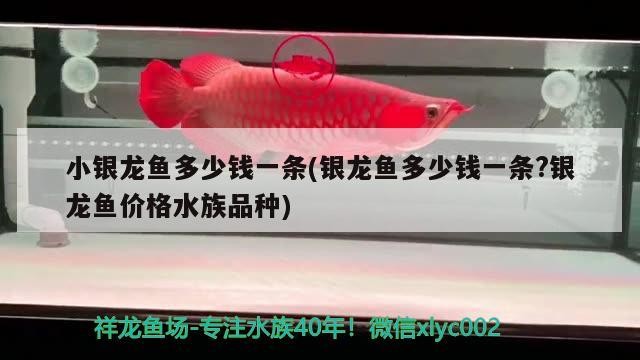 小銀龍魚多少錢一條(銀龍魚多少錢一條?銀龍魚價格水族品種) 小銀龍魚多少錢一條(銀龍魚多少錢一條?銀龍魚價格水族品種) 銀龍魚百科