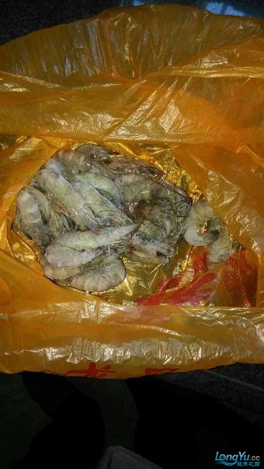 有人喂過龍虎這種魚肉么？