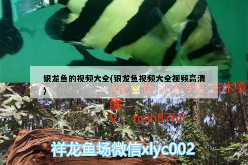 銀龍魚(yú)的視頻大全(銀龍魚(yú)視頻大全視頻高清)
