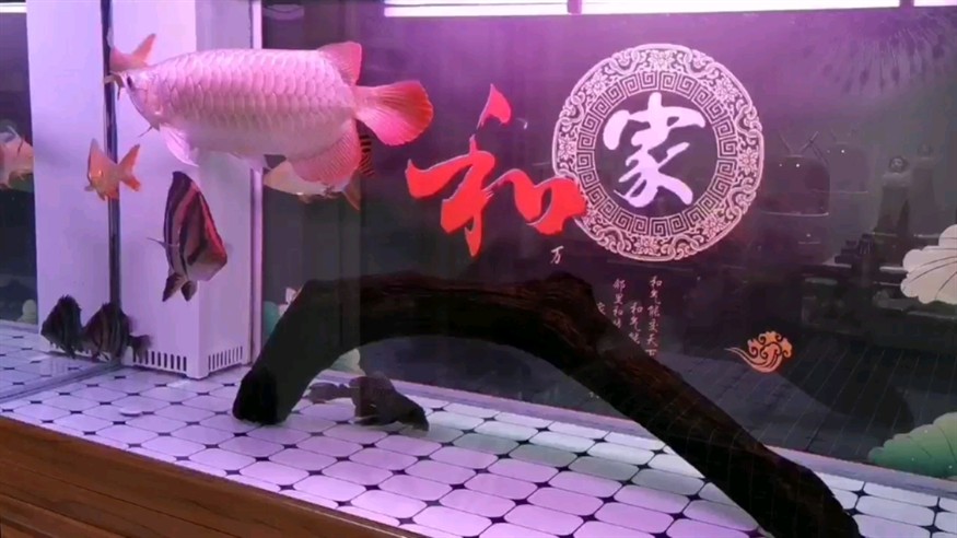 關于虎魚蒙眼