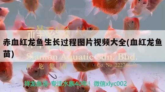 印尼紅龍魚圖片大全欣賞圖解(印尼紅龍魚40公分低價轉讓 3980元)