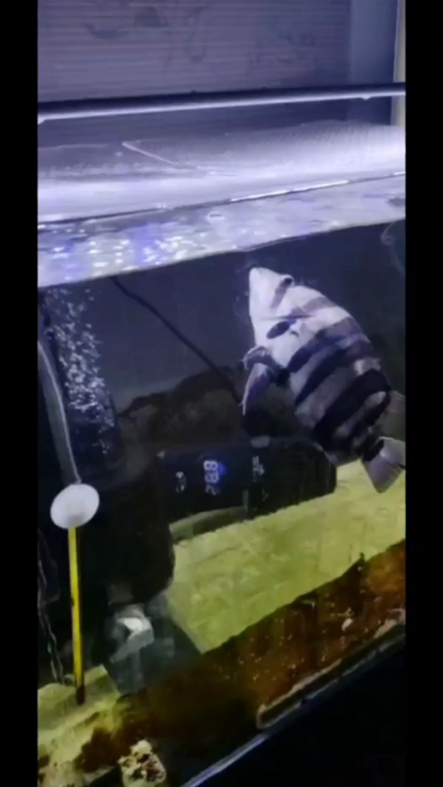 詳細閱讀:虎魚相繼離奇死亡 虎魚相繼離奇死亡