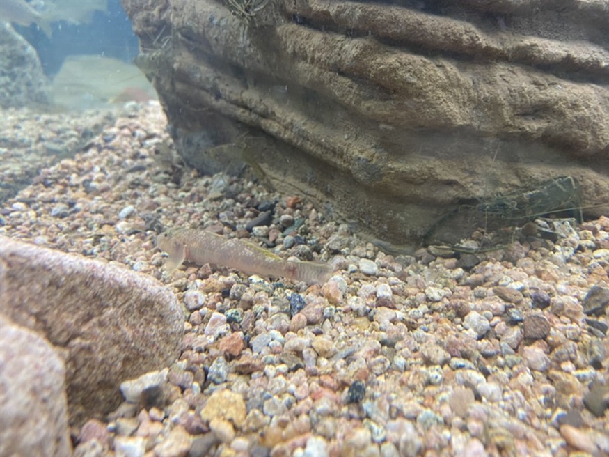 龍魚變色的原因及變色過程詳解！，龍魚變色從哪里開始？龍魚變色的原因及變色過程詳解！