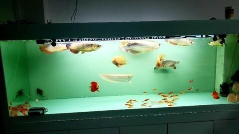新魚入缸需要關燈嗎？