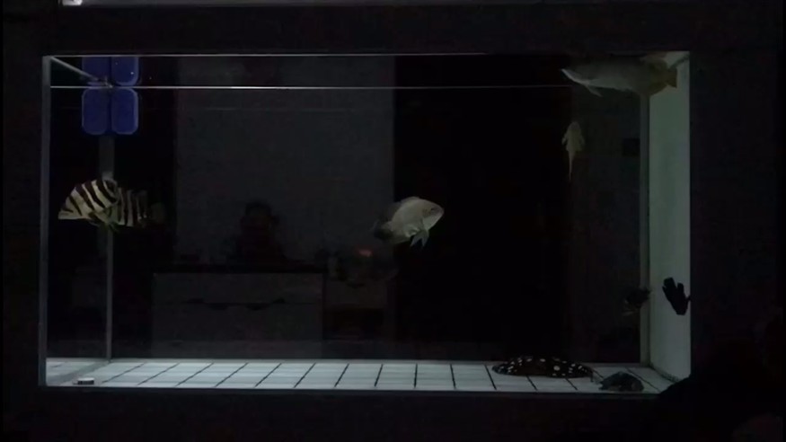 紅龍不紅虎魚不黃
