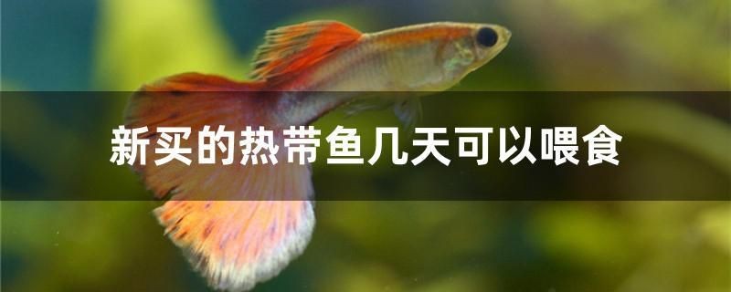 新買的熱帶魚幾天可以喂食