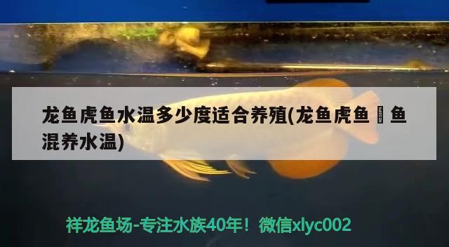 龍魚虎魚水溫多少度適合養殖(龍魚虎魚魟魚混養水溫)