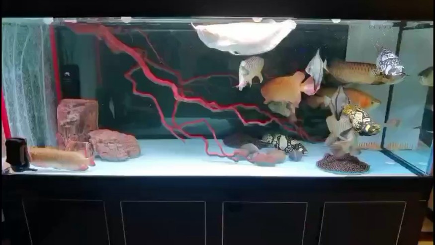 龍魚 虎魚 花尾龍躉