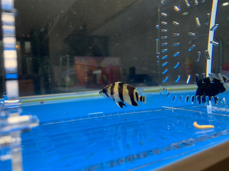 看看小虎魚(yú)