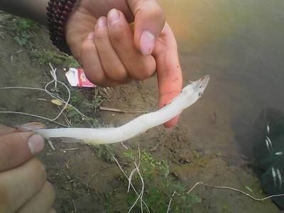白色的像龍一樣的魚叫什么
