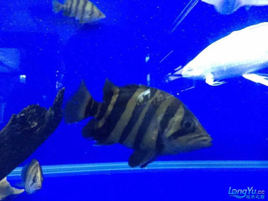 印尼四紋虎魚 中下層魚的王者 我們都愛不釋手