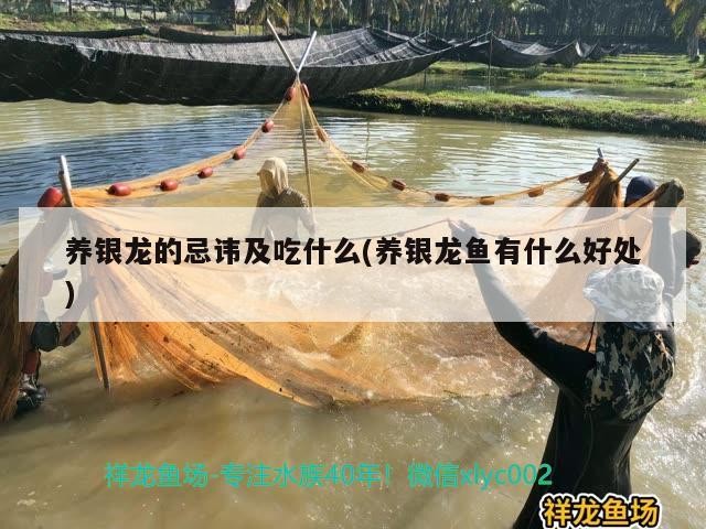 養銀龍的忌諱及吃什么(養銀龍魚有什么好處)