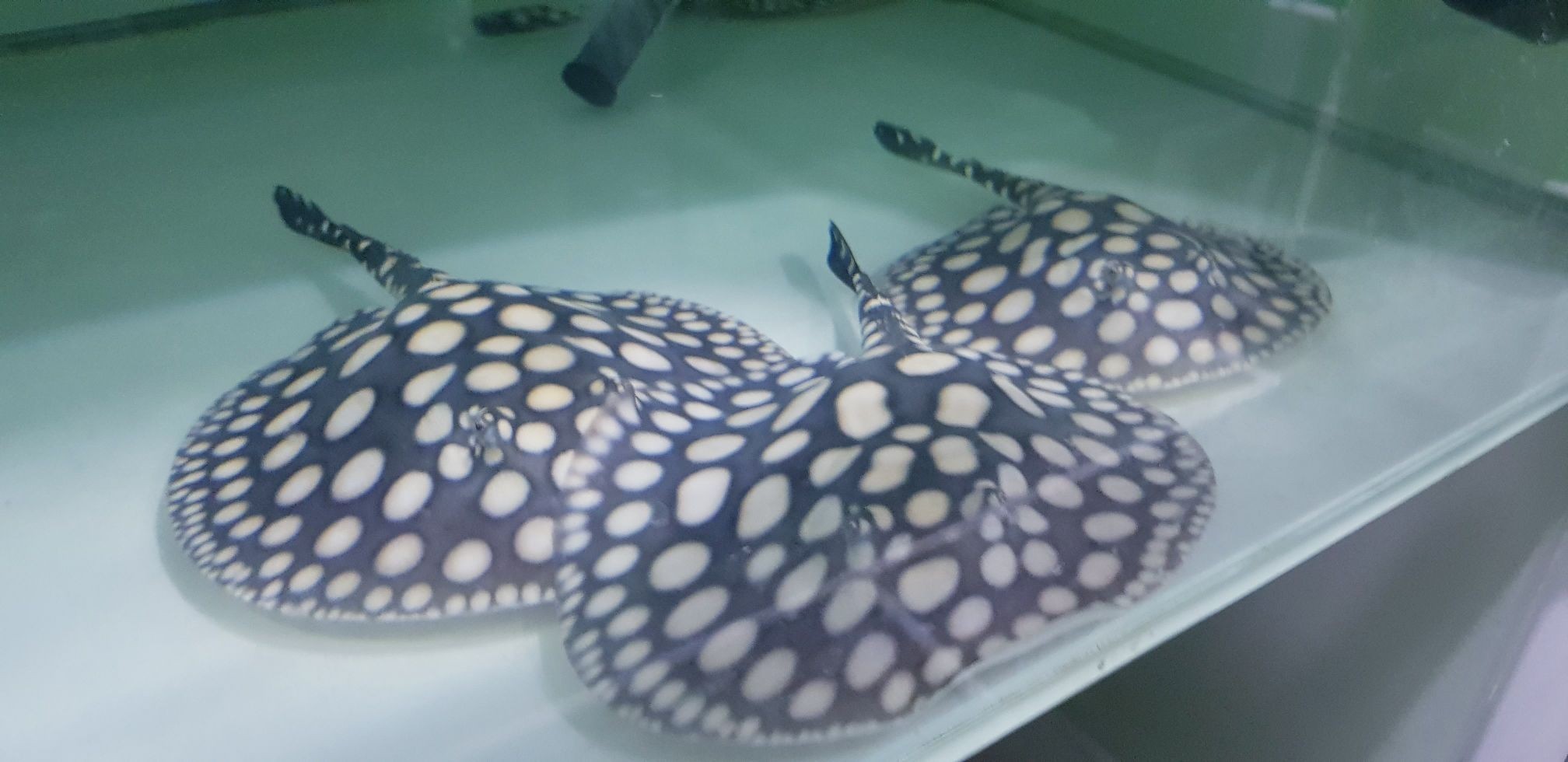 早安餵魚中