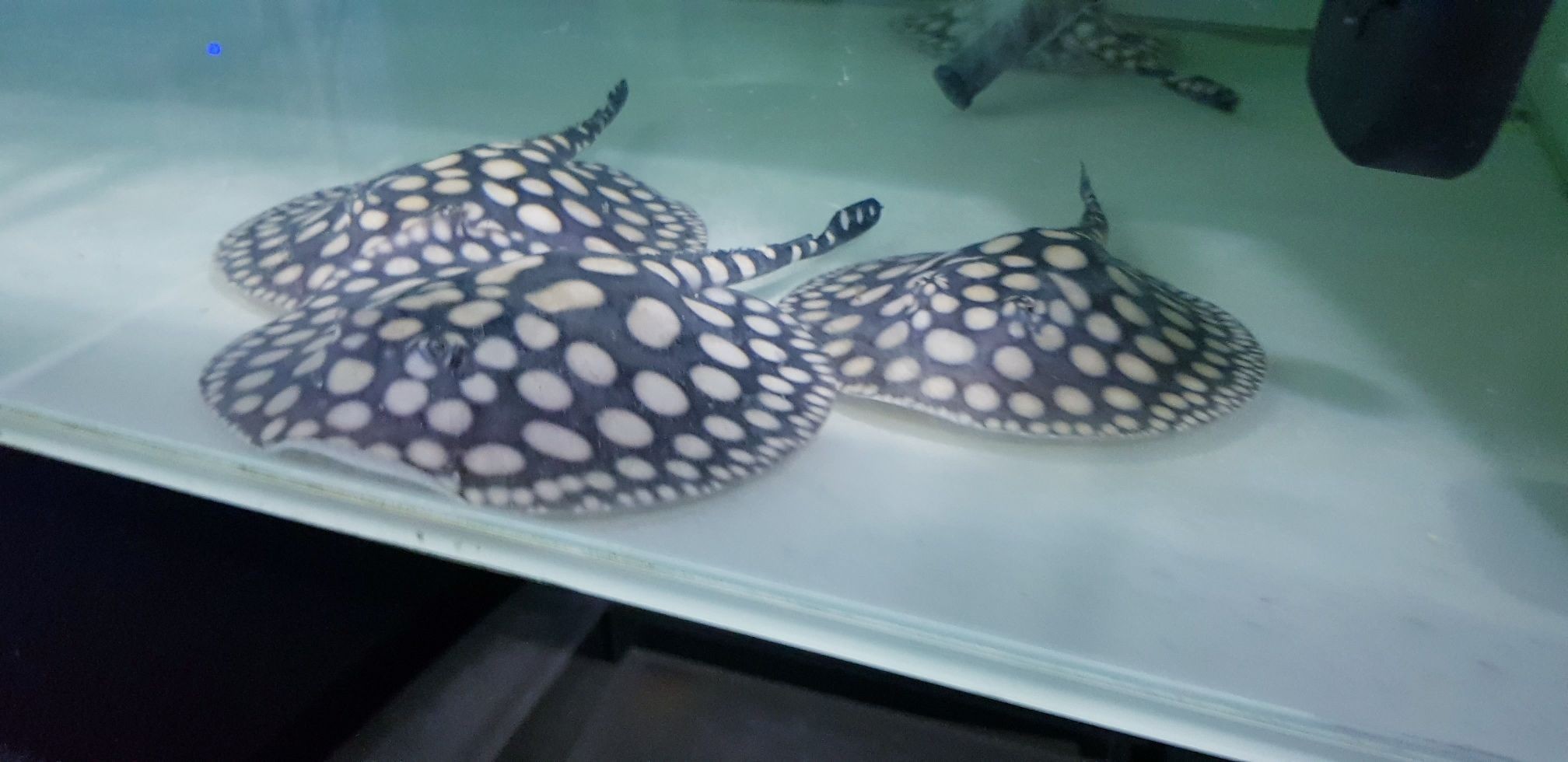 早安餵魚中