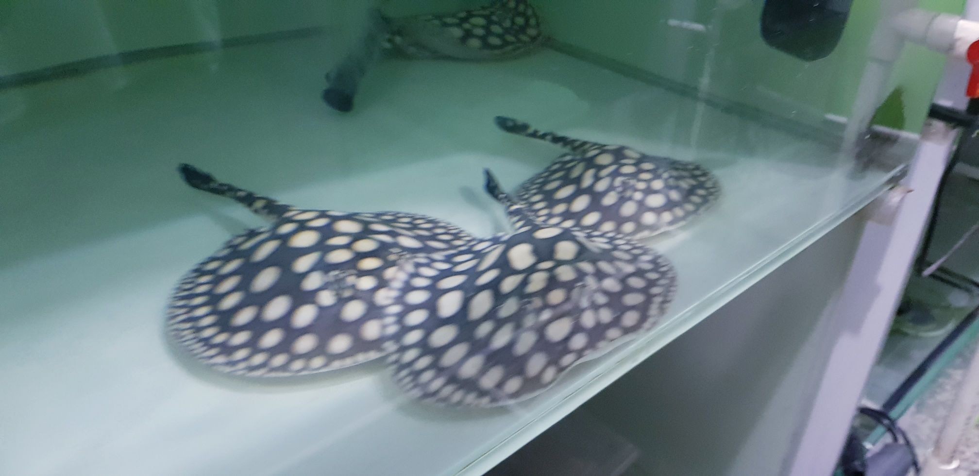 早安餵魚中
