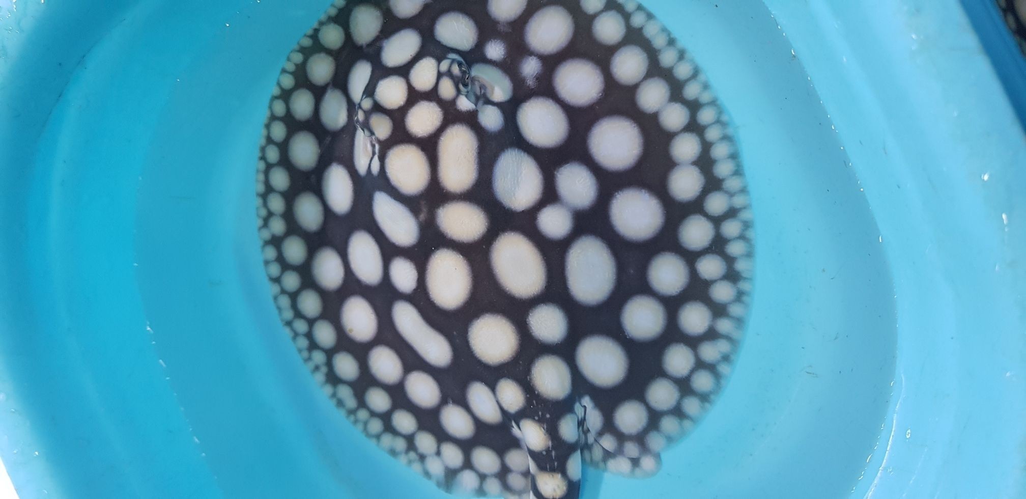 早安餵魚中