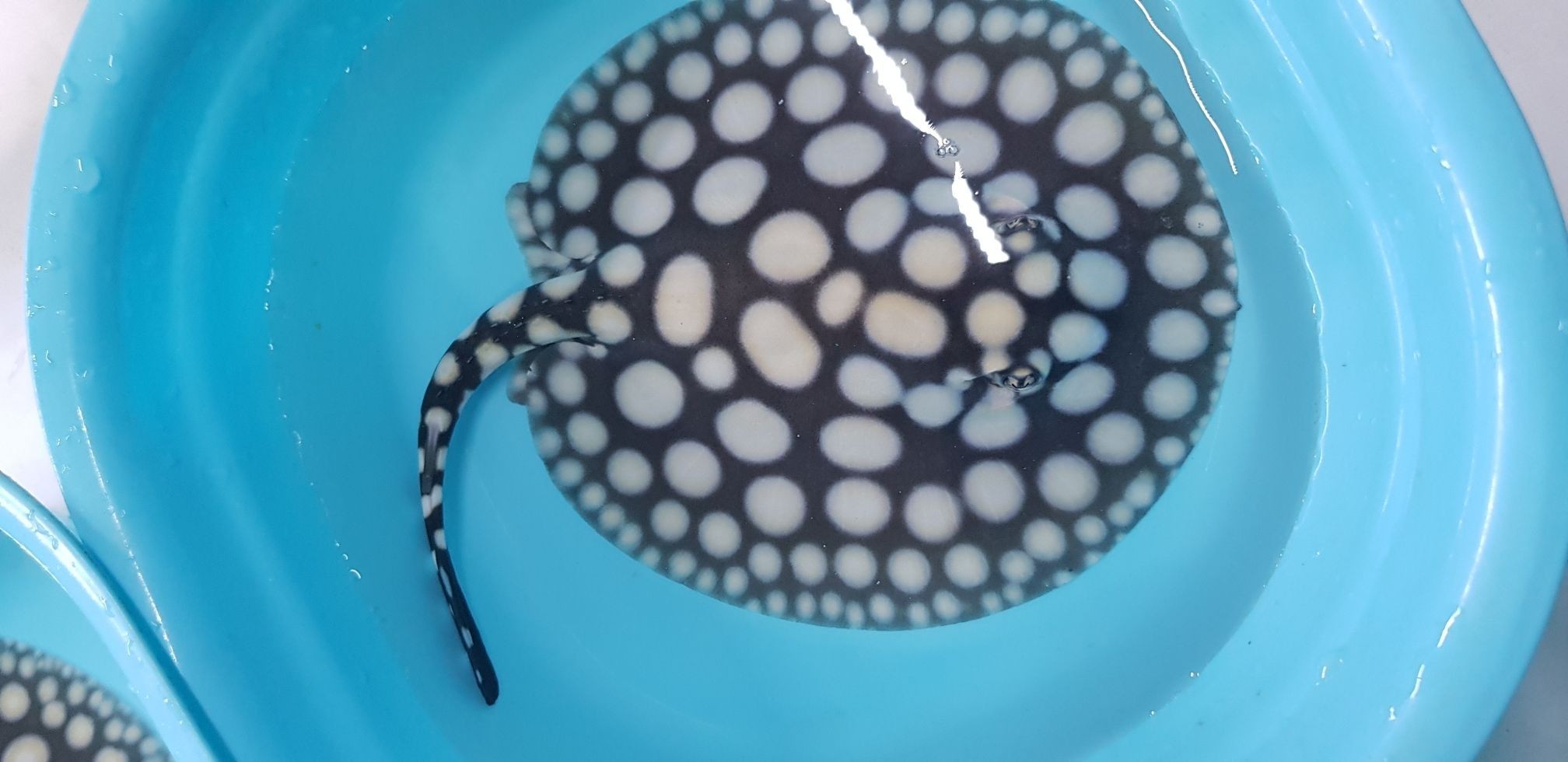 早安餵魚中