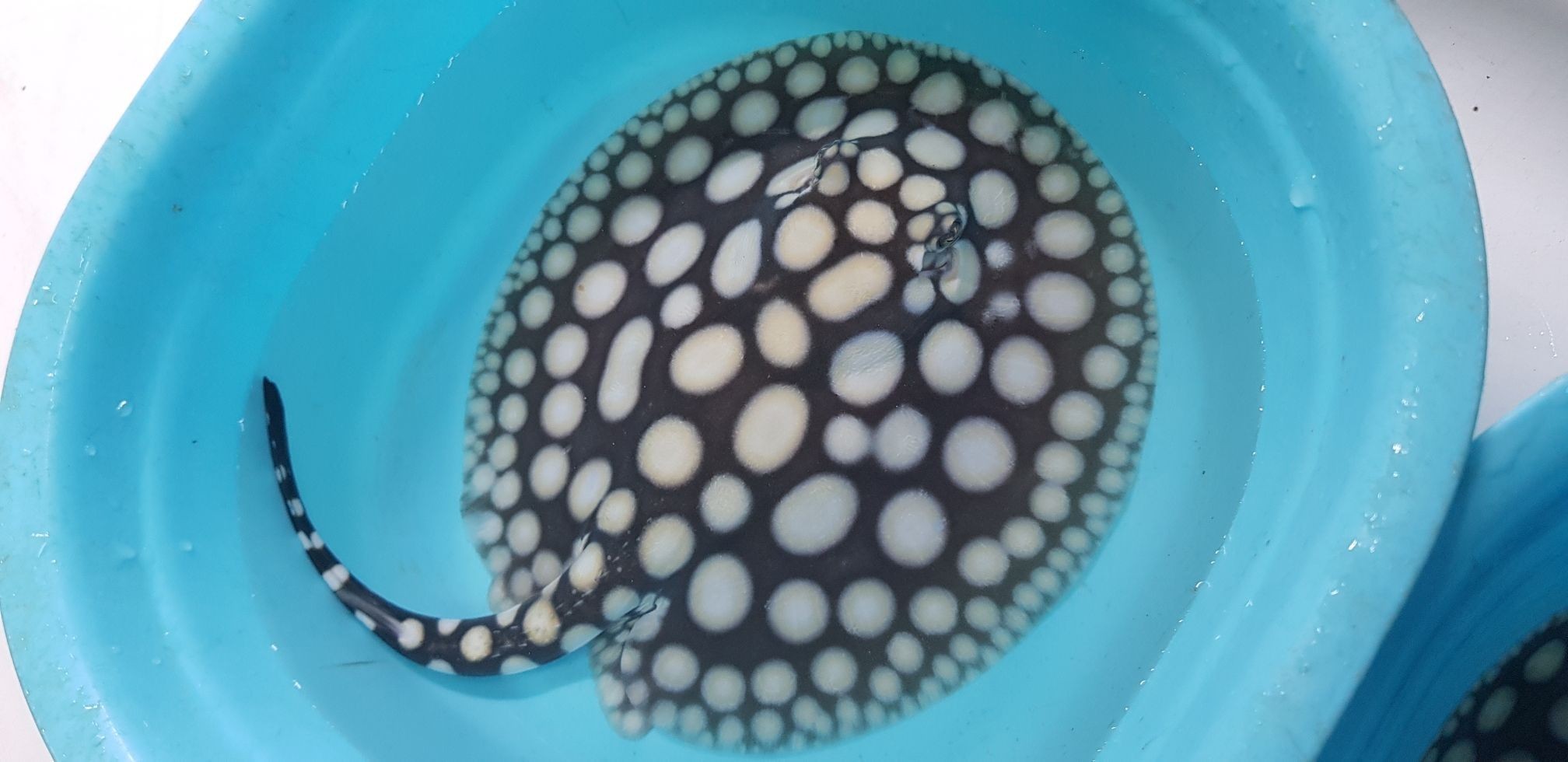 早安餵魚中