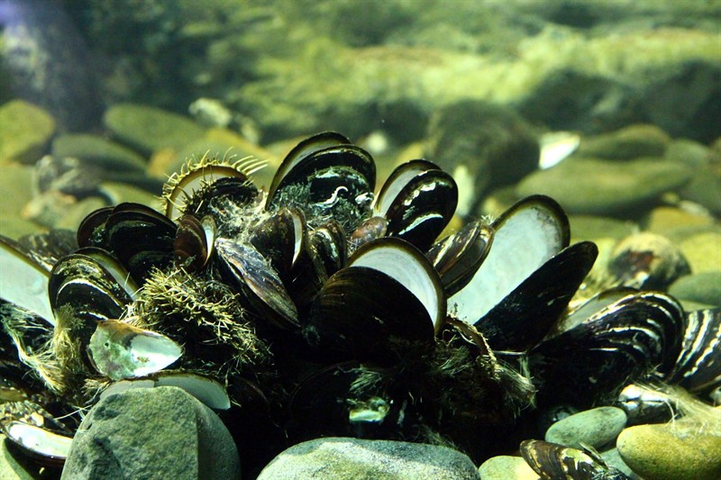 虎魚下魚鰭為啥一邊沒打開的呀