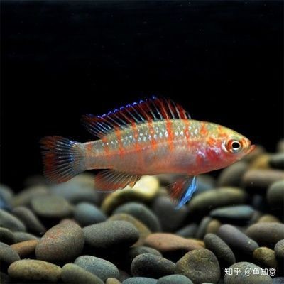 火焰變色龍魚變色的條件 火焰變色龍魚變色的條件 龍魚百科 第2張