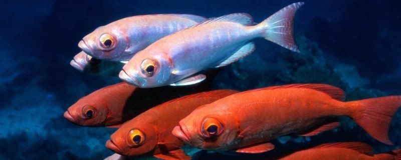 大魚缸換水怎么控制溫度高些：如何在大魚缸換水中控制水溫