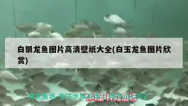 白銀龍魚圖片高清壁紙大全(<strong><mark>白玉</mark></strong>龍魚圖片欣賞)