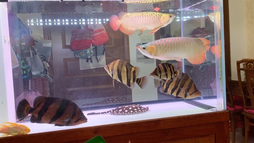 還是喜歡養虎魚