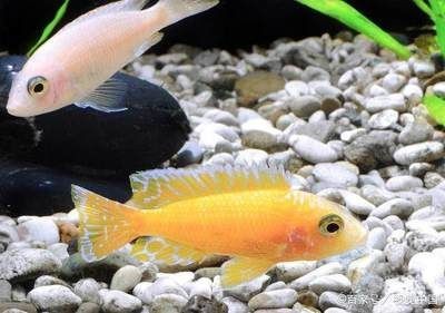龍魚(yú)和七彩神仙混養(yǎng)怎么樣