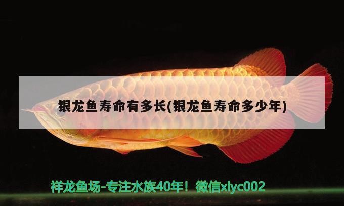 銀龍魚壽命有多長(銀龍魚壽命多少年)