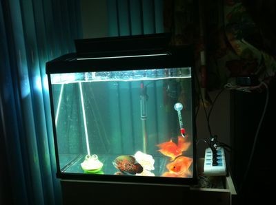 超市魚缸水渾濁原因和解決方案怎么寫?。喝绾谓鉀Q魚缸水渾濁的問題