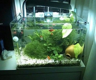 超市魚缸水渾濁原因和解決方案怎么寫?。喝绾谓鉀Q魚缸水渾濁的問題