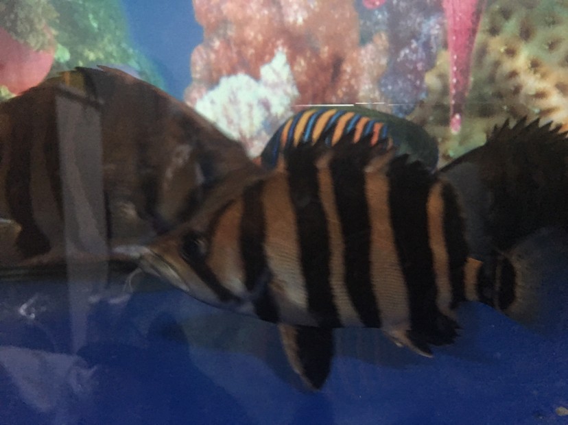 洗干凈喂這些挖煤的虎魚