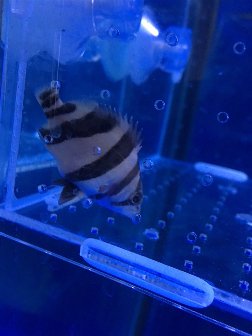 洗干凈喂這些挖煤的虎魚