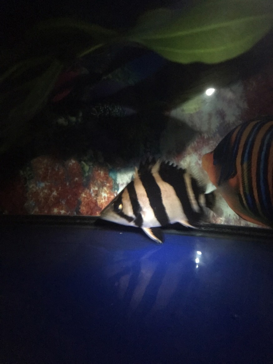 洗干凈喂這些挖煤的虎魚