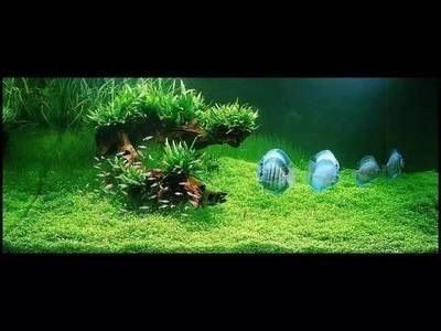 大魚缸改造成水草缸:如何改造大魚缸成為水草缸 魚缸百科 第1張 大魚缸改造成水草缸:如何改造大魚缸成為水草缸 大魚缸改造成水草缸:如何改造大魚缸成為水草缸 魚缸百科 第1張