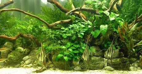 大魚缸改造成水草缸:如何改造大魚缸成為水草缸 魚缸百科 第4張 大魚缸改造成水草缸:如何改造大魚缸成為水草缸 大魚缸改造成水草缸:如何改造大魚缸成為水草缸 魚缸百科 第4張