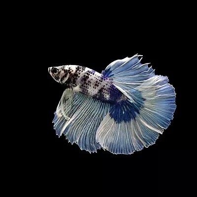 太原經濟技術開發區博雅水族經銷部（太原水族店）
