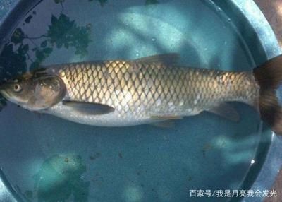 草魚魚缸怎么養：草魚魚缸養殖常見問題及養殖技巧草魚魚缸養殖技巧