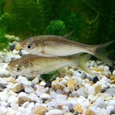 草魚魚缸怎么養：草魚魚缸養殖常見問題及養殖技巧草魚魚缸養殖技巧