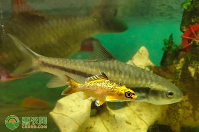 草魚魚缸怎么養：草魚魚缸養殖常見問題及養殖技巧草魚魚缸養殖技巧